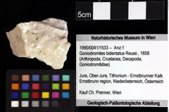 Foto (Objket + Etiketten) von Culmenformosa sp. 